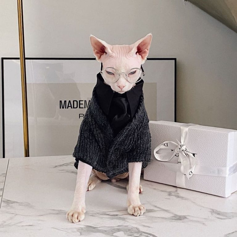 Sweaters for Cats Hairless Cats Wearing Sweaters, Sweater with Kittens