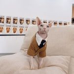 Свитера для кошек | бесшерстные кошки носят свитера, свитер с котятами