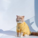 Sudadera con capucha para gatos | Abrigo de invierno para gatos, Gato con ropa