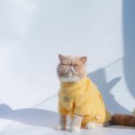 Kitty Hoodie for Cats | Cat Winter Coat for Cats, Cat in Clothes