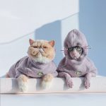 Kitty Hoodie for Cats | Cat Winter Coat for Cats, Cat in Clothes