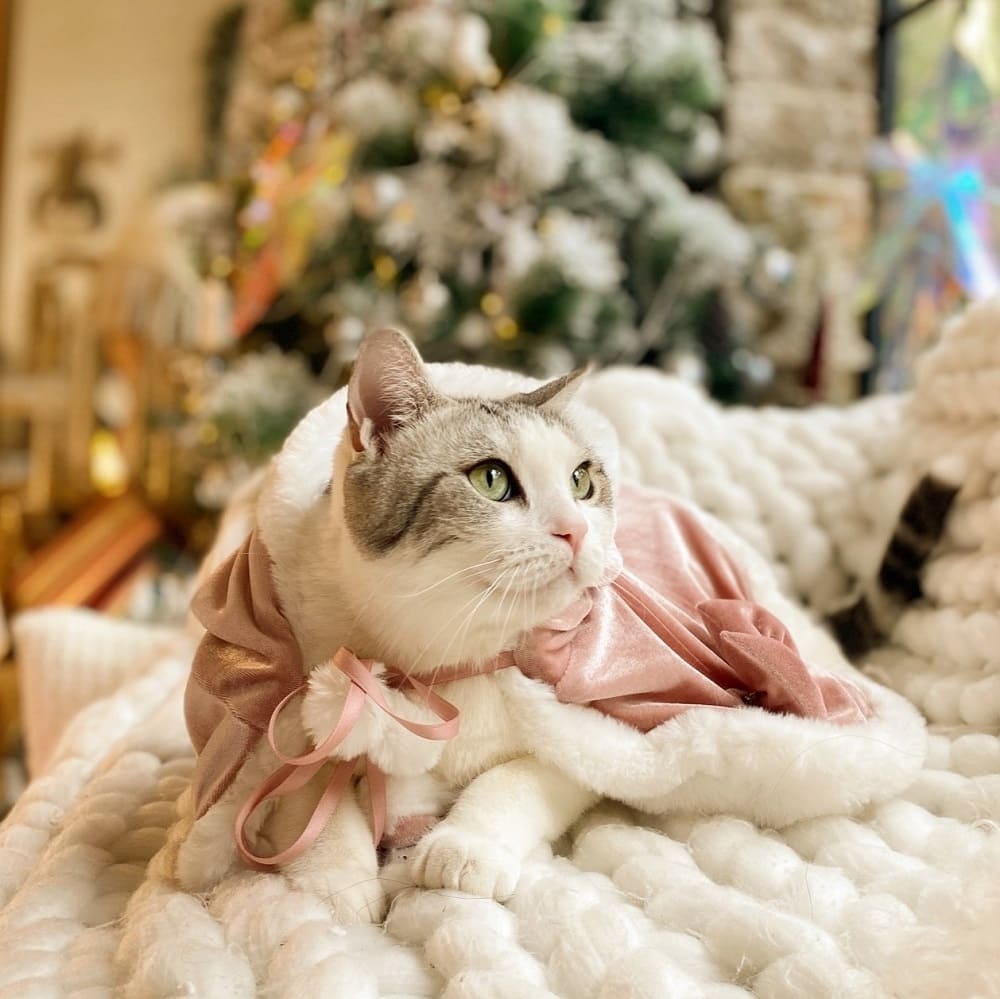 Christmas Outfit for Cats-Cat wears pink cloak