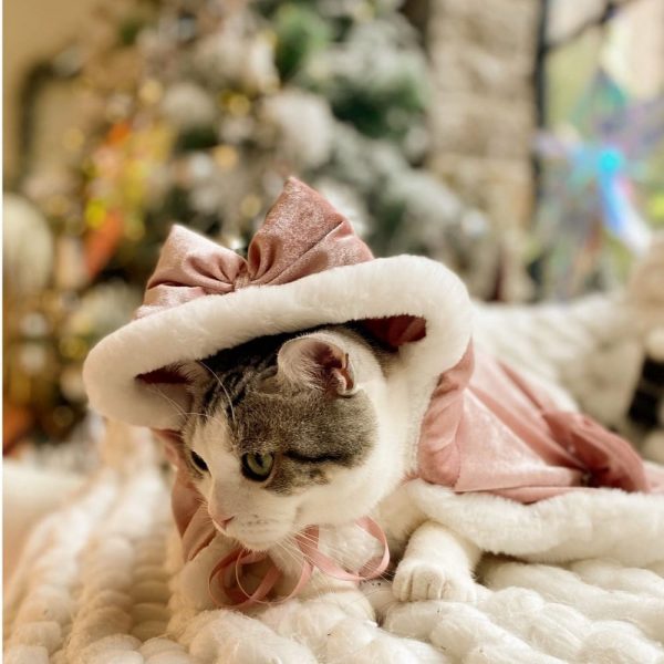 猫のクリスマス衣装-ピンクのマントを着た猫
