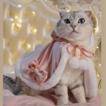 Christmas Outfit for Cats-Cat wears pink cloak
