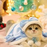 Christmas Outfit for Cats-Cat wears blue cloak