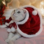 Christmas Outfit for Cats-Cat wears red cloak