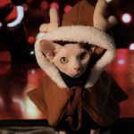 Trajes de Navidad para gatos-Sphynx lleva capa de alce