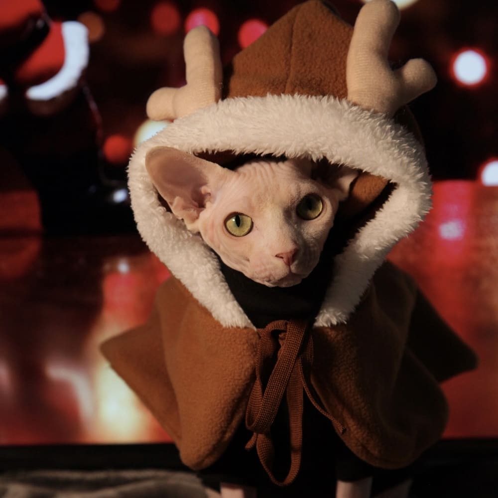 Рождественские наряды для кошек - Сфинкс носит лосиный плащ