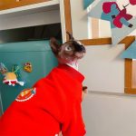 Christmas Costumes for Cats-Sphynx wears bell hoodie
