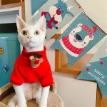 Christmas Costumes for Cats-Cat wears elk hoodie