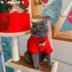 猫用クリスマスコスチューム-エルクのパーカーを着た猫