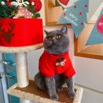 Christmas Costumes for Cats-Cat wears elk hoodie