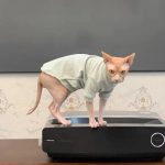 T Shirt for Cat-Devon rex wears green shirt
