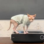 T Shirt for Cat-Devon rex wears green shirt