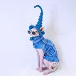 Christmas Sweater for A Cat-Sphynx wears blue sweater