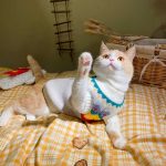 Christmas Outfits for Cats-Cat wear white sweater
