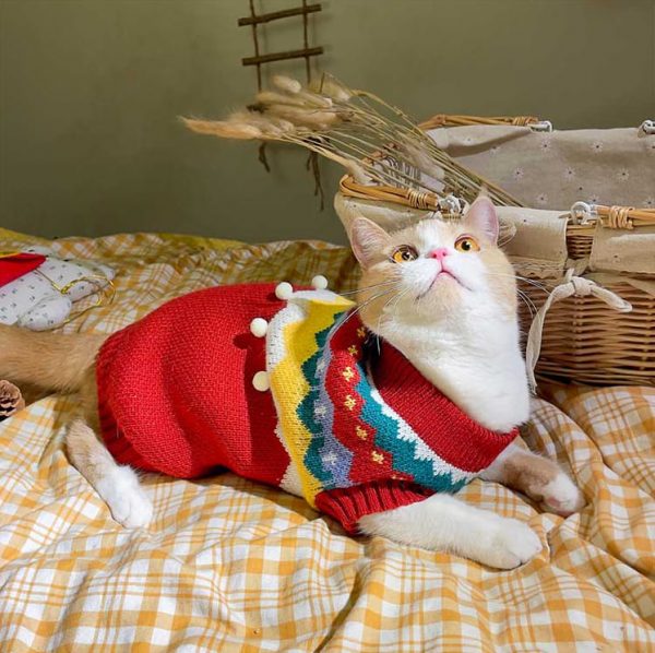 Christmas Outfits for Cats-Cat wear red sweater