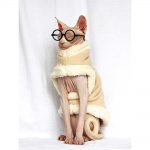 Fur Coat for Cats | Cat Winter Coat, Jackets for cats, Cat Winter Coat