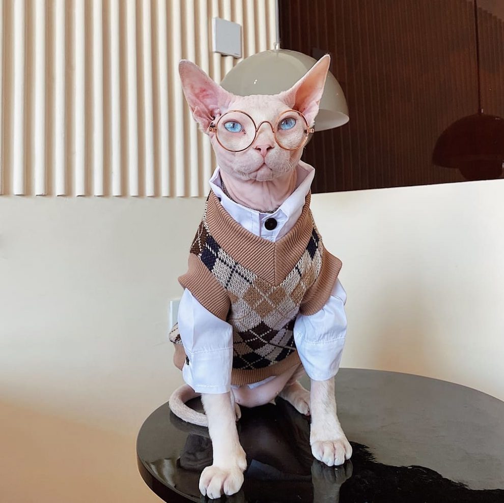 Sweater for Cat Sphynx Cat Sweater, College Style Cat Sweater