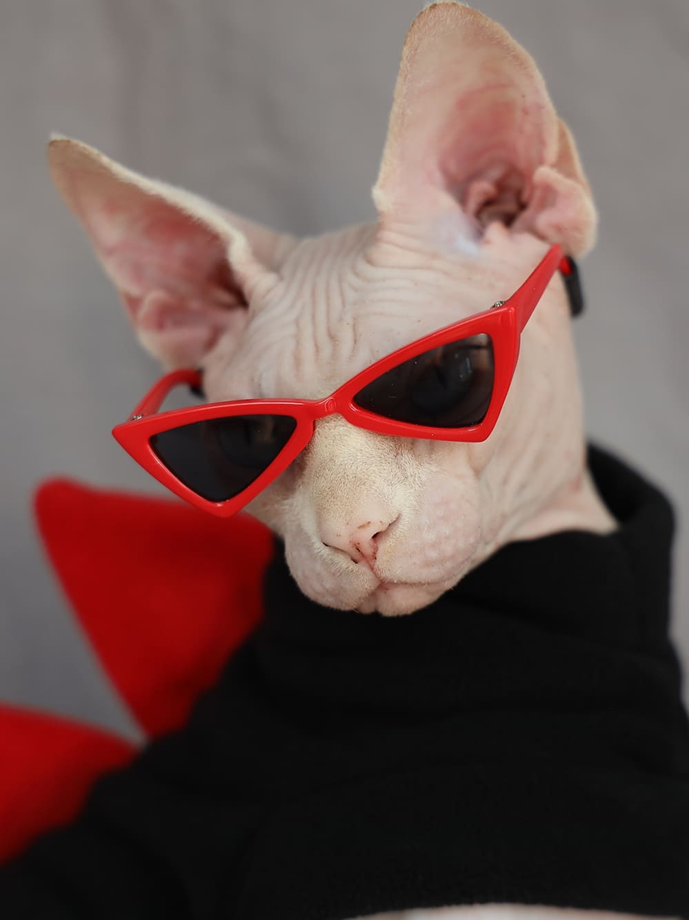 Dinosaur Costumes for Sphynx | Cat Apparel,Cat Winter Coat,Polar Fleece