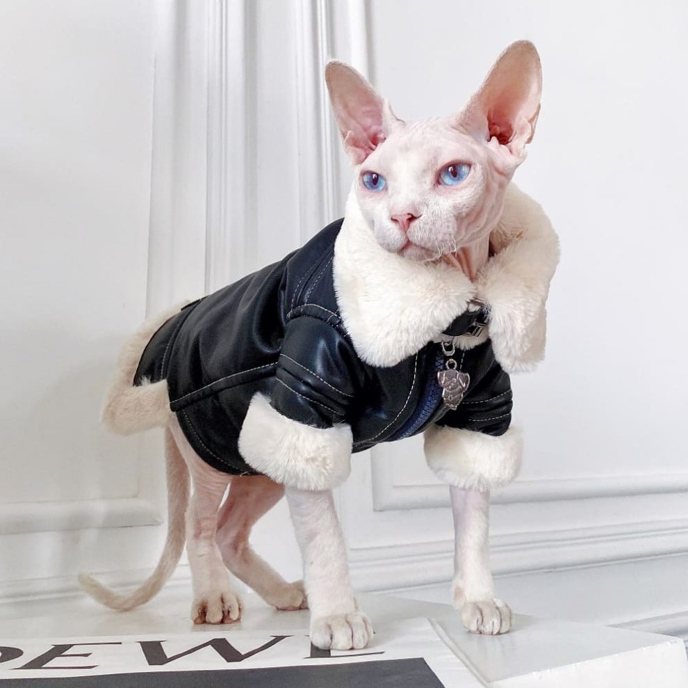 Sphynx Winter Coat Cat Winter Coat, Sphynx Cat Clothes Coat