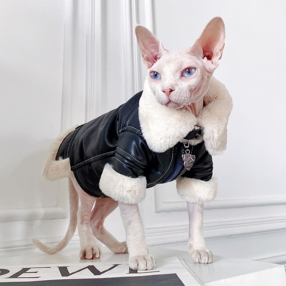 Sphinx cat wearing a coat with fur Stock Photo