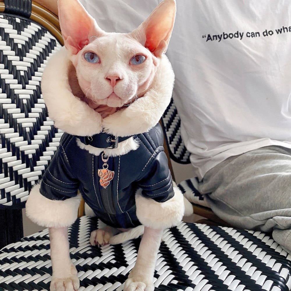 Sphynx Wintermantel | Katzen Wintermantel, Sphynx Katzenkleidung Mantel