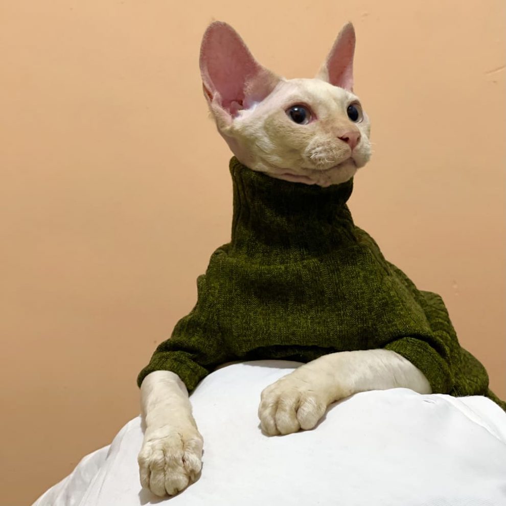 Cats Sweaters Sphynx Cat Turtleneck, Hairless Cat Turtleneck