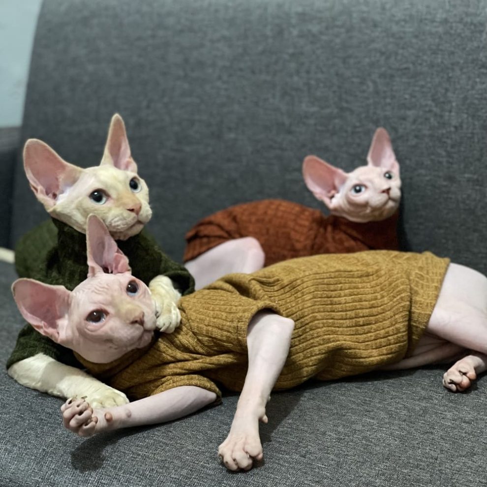 Cats Sweaters Sphynx Cat Turtleneck, Hairless Cat Turtleneck