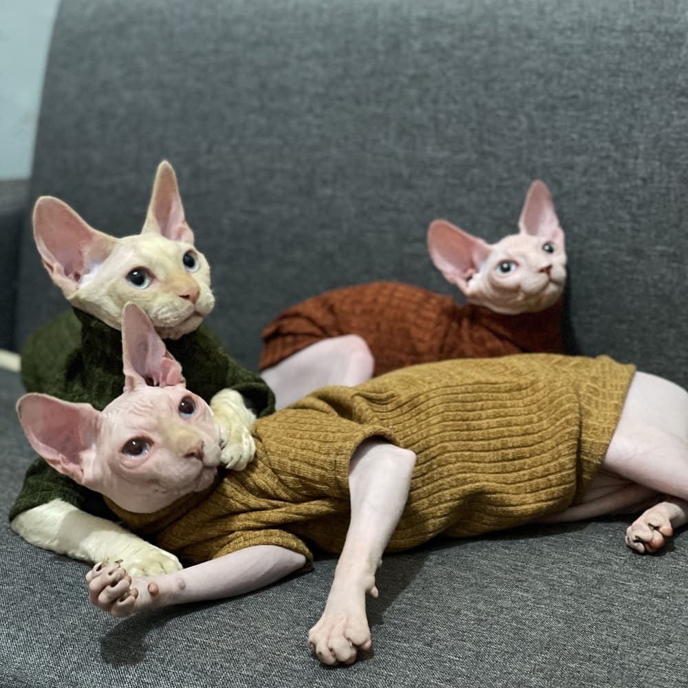 Cats Sweaters | Sphynx Cat Turtleneck, Hairless Cat Turtleneck