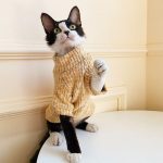 Sweater with Cats | Hairless Cat in Turtleneck, Turtleneck Sweater