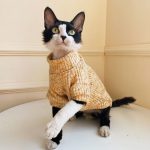 Sweater with Cats | Hairless Cat in Turtleneck, Turtleneck Sweater