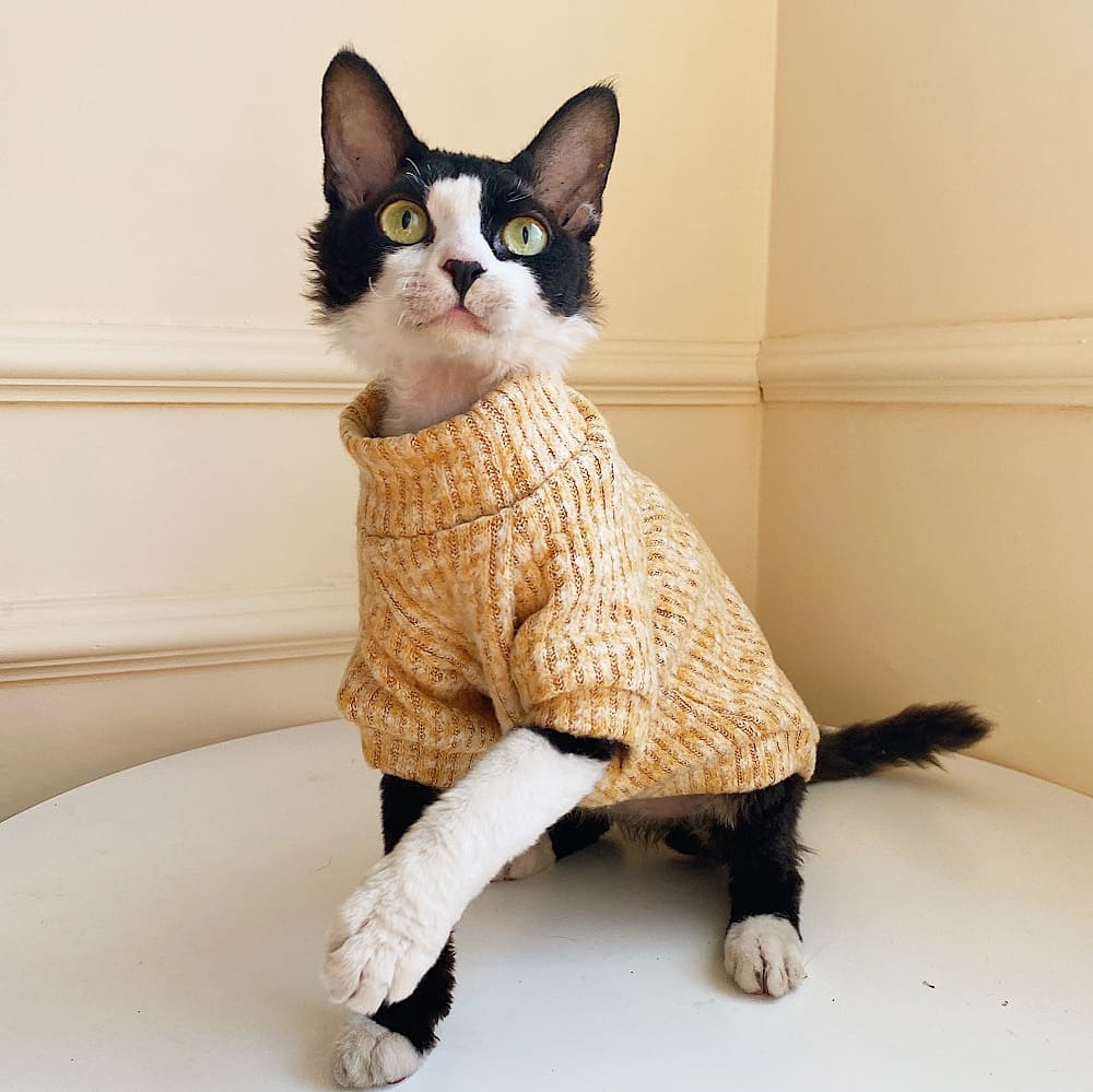 Sweaters for Cats · YESWARMG