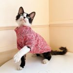 Sweater with Cats | Hairless Cat in Turtleneck, Turtleneck Sweater