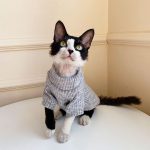 Sweater with Cats | Hairless Cat in Turtleneck, Turtleneck Sweater