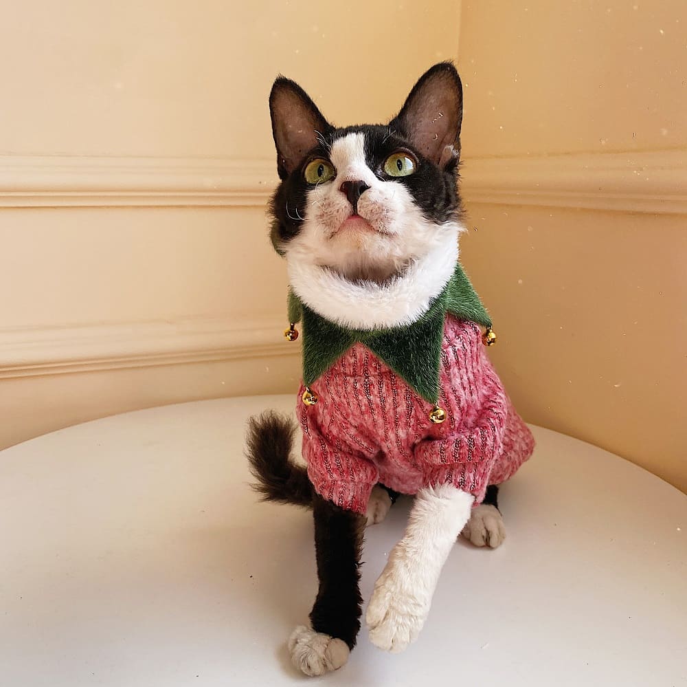 Sweater with Cats | Hairless Cat in Turtleneck, Turtleneck Sweater