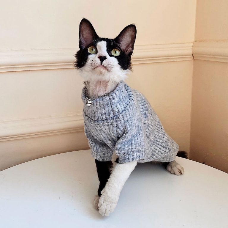 Sweater with Cats Hairless Cat in Turtleneck, Turtleneck Sweater
