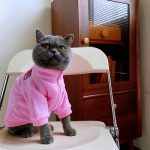 冬服の猫｜スフィンクス猫 フリースカーディガン コート、猫用ジップアップコート