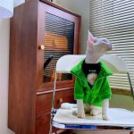 冬服の猫｜スフィンクス猫 フリースカーディガン コート、猫用ジップアップコート