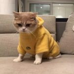 Kitty Hoodie for Cats-British cat wears hoodie