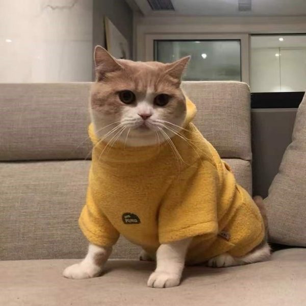 Felpa con cappuccio per gatti - Un gatto inglese indossa una felpa con cappuccio