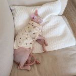 Sphynx Pajamas | Cute Pet Clothes, Cat Apparel, Cute Cat with Clothes