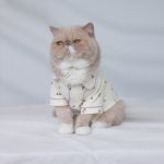 Sphynx Pajamas | Cute Pet Clothes, Cat Apparel, Cute Cat with Clothes