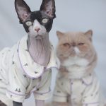 Sphynx Pajamas | Cute Pet Clothes, Cat Apparel, Cute Cat with Clothes