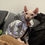 Abrigos para gatos Sphynx | Abrigo de invierno para gatos, Abrigo para gatos, Chaquetas para gatos
