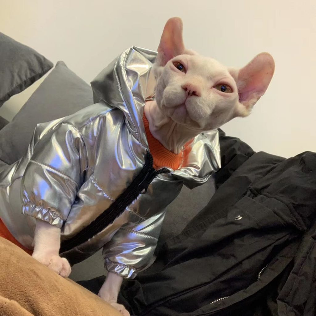 Coats for Sphynx Cats Cat Winter Coat, Cat Coat, Jackets for cats