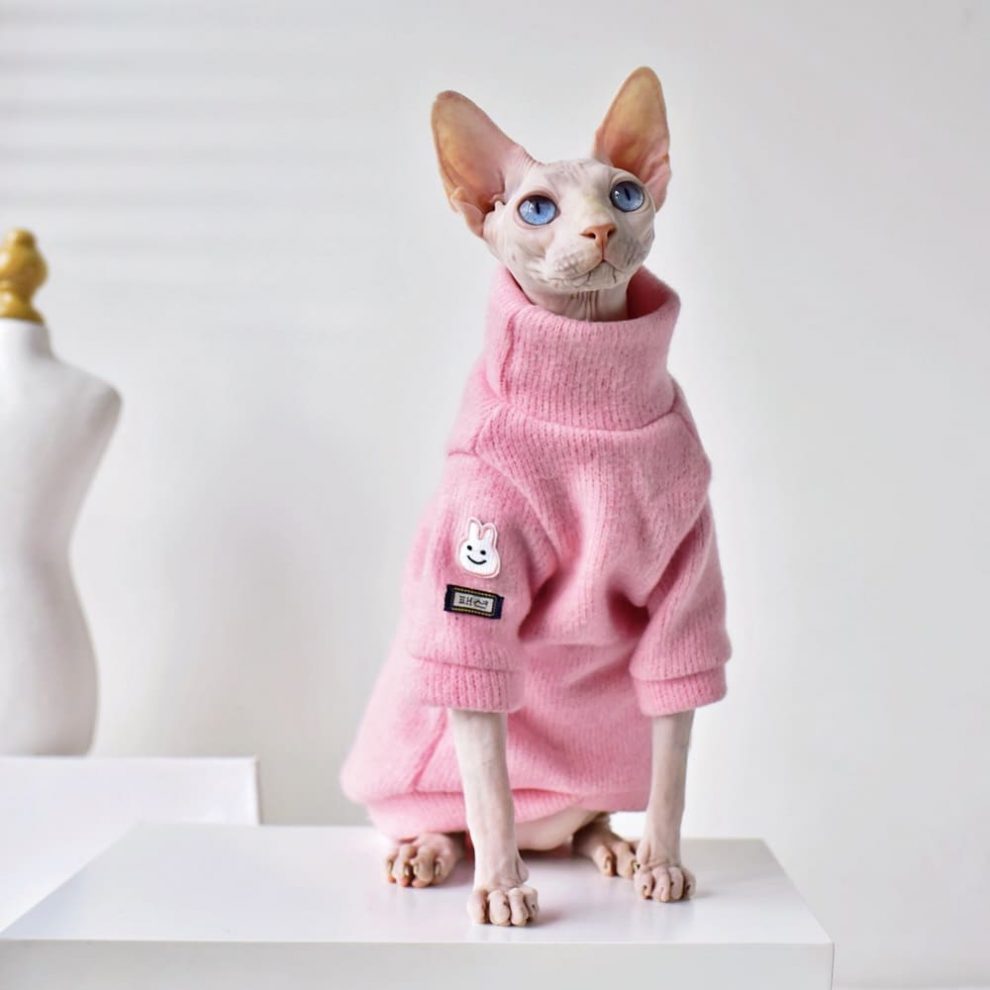 Cats Sweater Hairless Cat In SweaterPink Simple Sweater