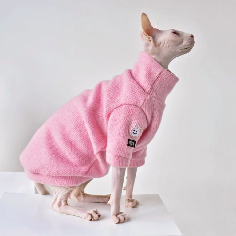 Cats Sweater Hairless Cat In SweaterPink Simple Sweater