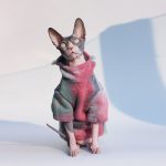 Gatos en sudaderas con capucha | Sudadera Gatito, Sudadera Gato en Tie Dye