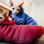 Sphynx Cat Hoodie-Sesame Street, Bambino Cat Sweatshirt revisão fotográfica